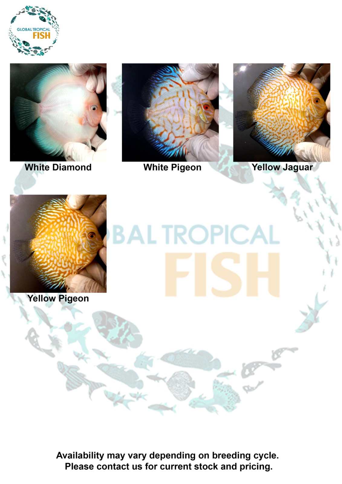catalog