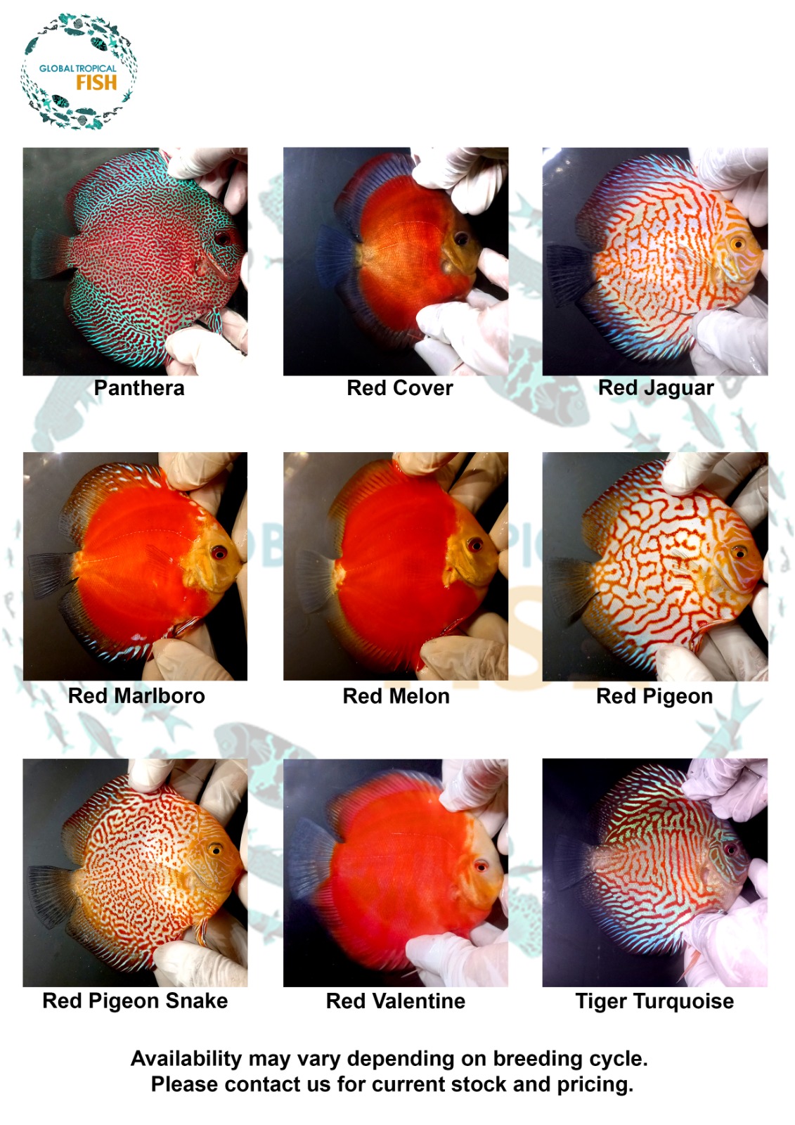catalog