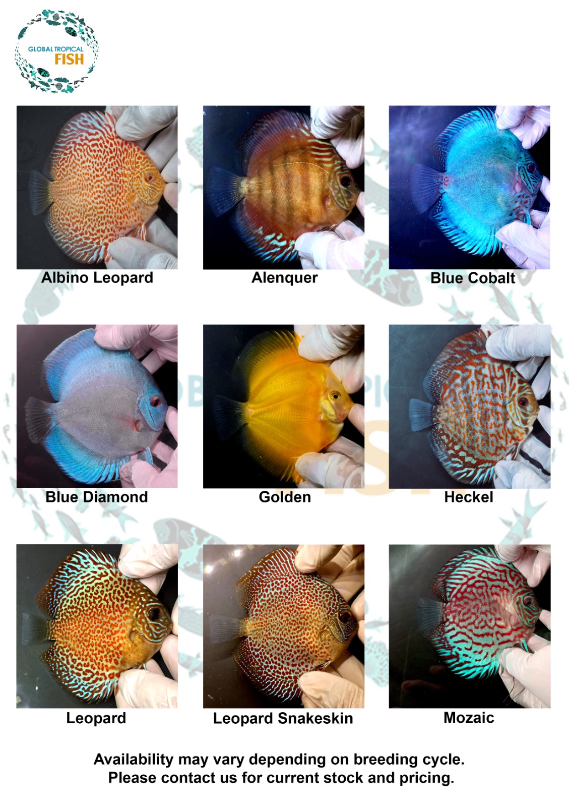 catalog